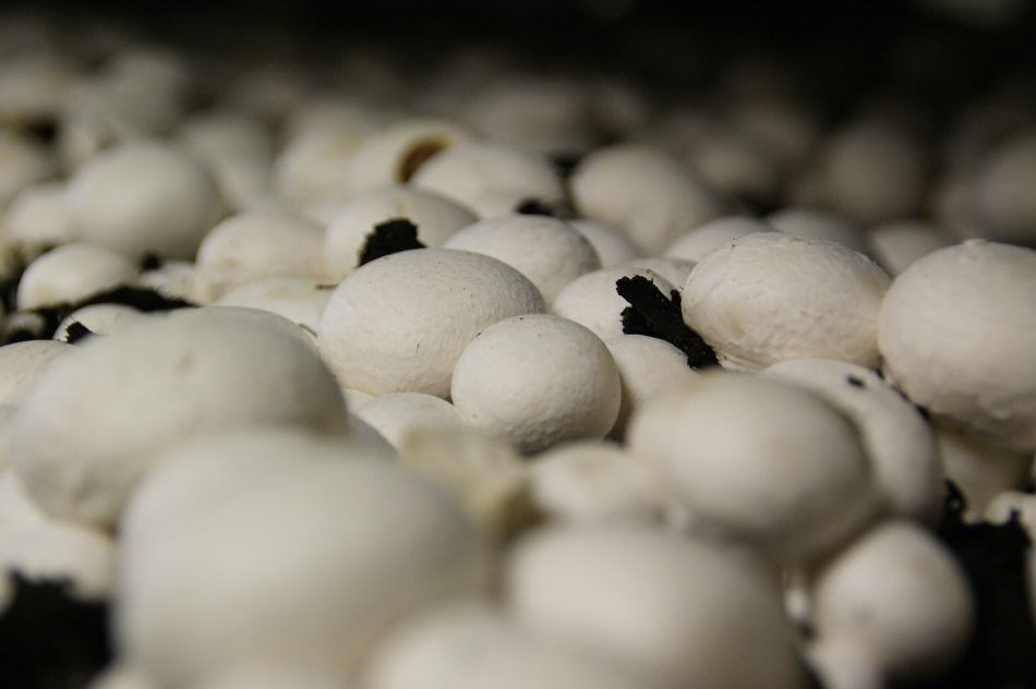 So erstellen Sie ein Substrat für Champignons
